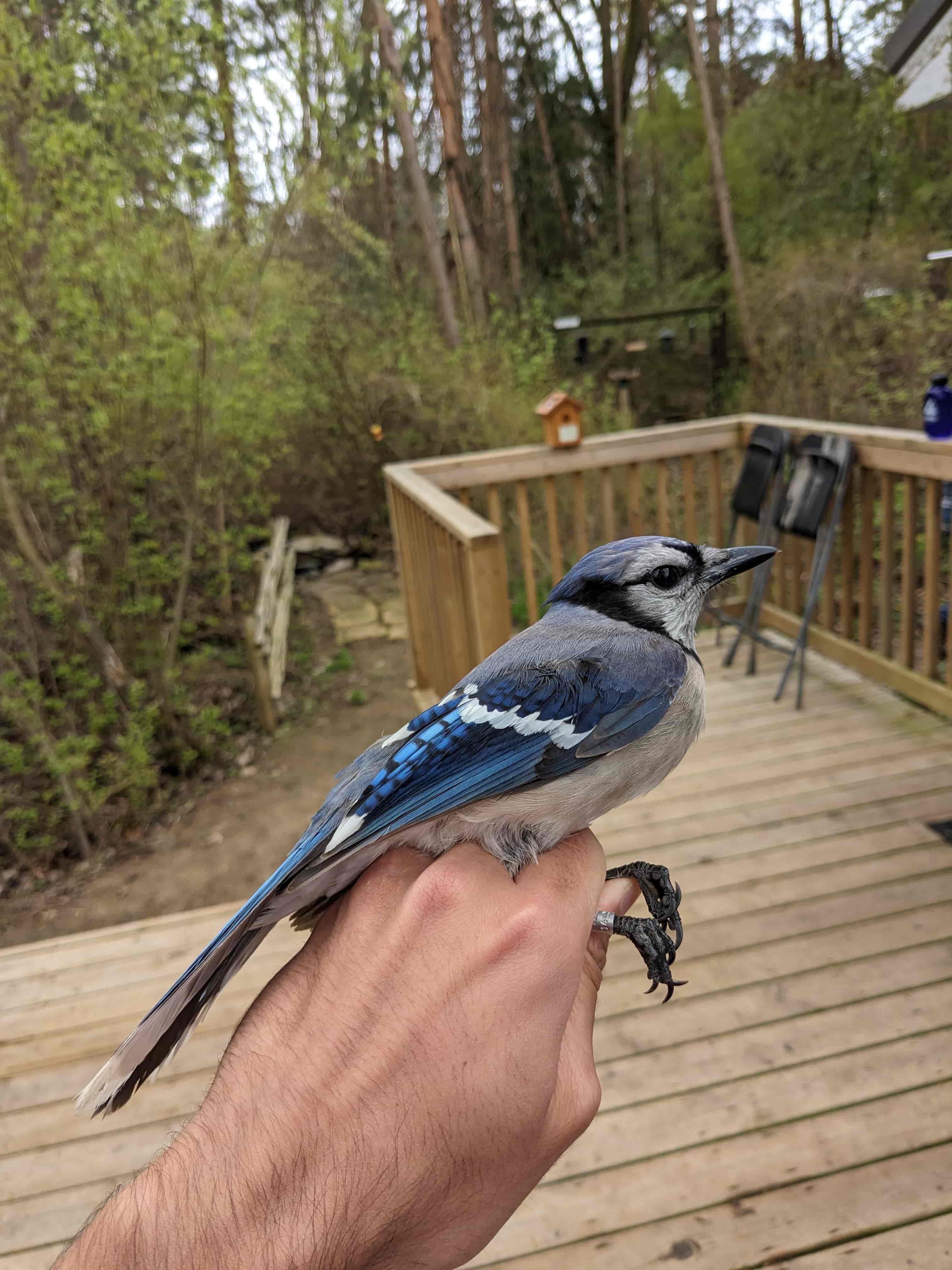 Blue Jay